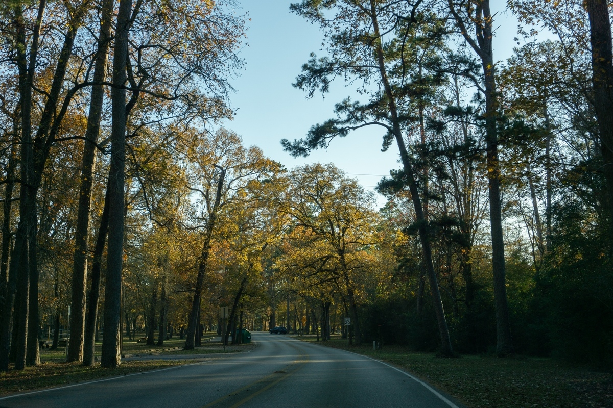 A,Curving,Road,In,A,Dense,Forest